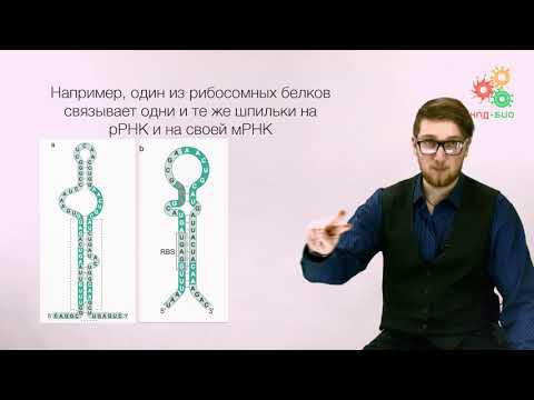 Реализация геномной информации. Трансляция. Регуляция и контроль качества. Часть 1 (без музыки)