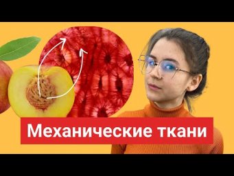Механические ткани растений