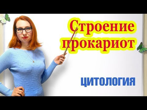 Строение прокариот