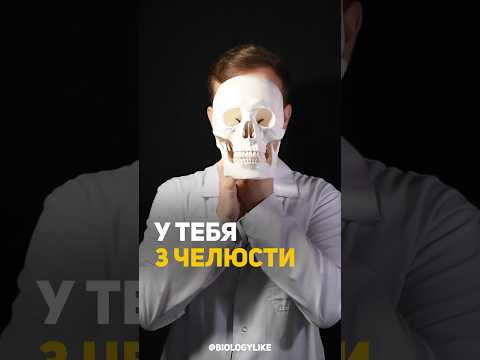 А ты знал что у человек 3 челюсти?! 
