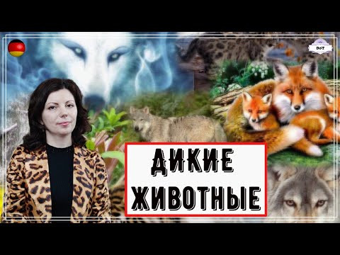 Дикие животные. Die Wildtiere. Лексика. Сафари-парк в Германии