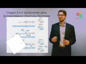 Перестройки генома. Гомологичная рекомбинация ДНК (без музыки)
