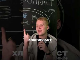 Строение хлоропласта | тгк: ХимБио с Яном Менделеев