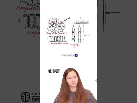 ТКАНИ В ЕГЭ #биология #биологияегэ #егэ2027