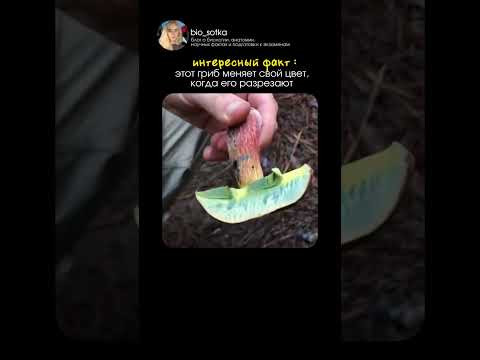 знали про этот удивительный факт с грибами?