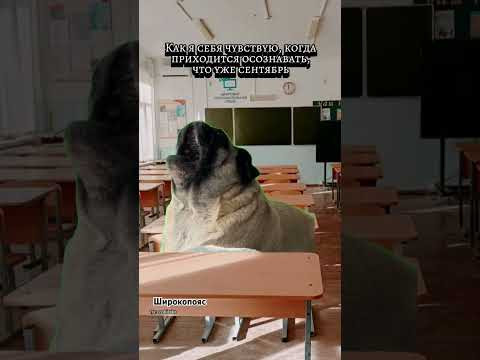 мои эмоции в начале сентября #егэхимия #химияегэ #широкопояс мои эмоции в начале сентября #егэхимия #химияегэ #широкопояс