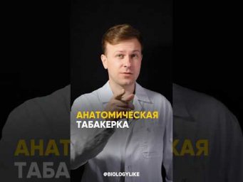 Анатомическая табакерка #биология #подковальников #научныеистории #интересныйфакт