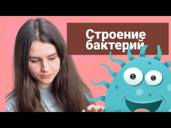 Строение бактерии