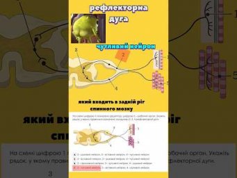 Пробний тест НМТ з біології в Телеграм #нмт #biology #нмтбіологія #биология #тестбиология