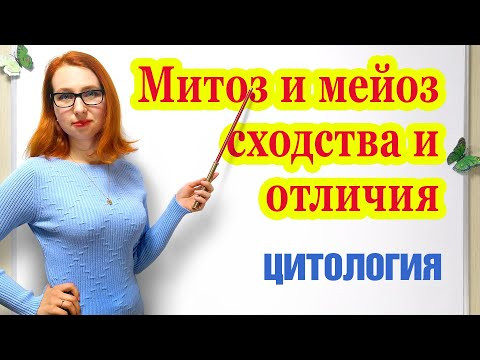 Митоз и мейоз, сходства и отличия. Митоз и мейоз, сходства и отличия.