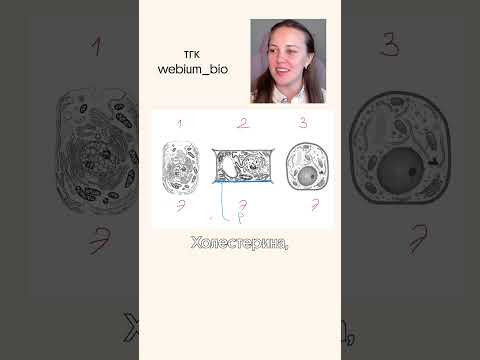 Холестерина!!! конспекты по биологии в моем тгк: @webium_bio #биология #биологияегэ #химбио