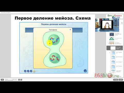 Мейоз. Видеоуроки биологии на egebio.ru
