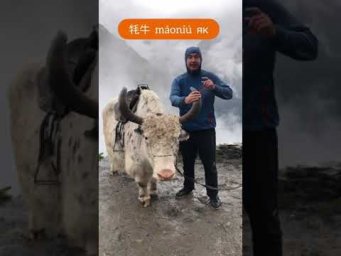 В компании с яком
