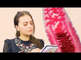 Пищеварительная и выделительная системы плоских червей
