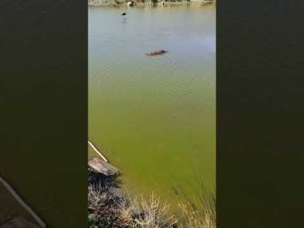 Сезон отпусков и #морская #биология #животные