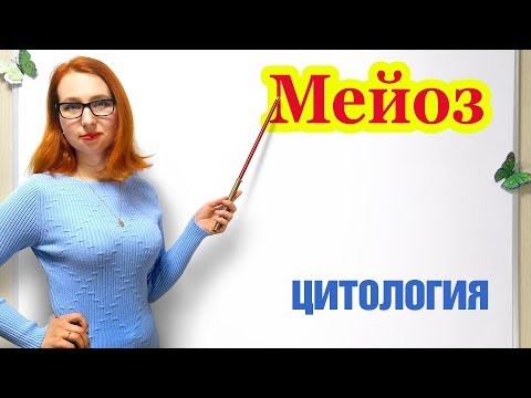 Мейоз Мейоз