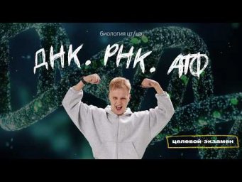 НУКЛЕИНОВЫЕ КИСЛОТЫ. ДНК. РНК. АТФ | Целевой экзамена