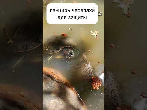 Адаптации организмов, что такое морфологические адаптации #биология #экология #егэ
