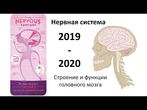 7  Нервная система - ГМ (8 класс) - биология, подготовка к ЕГЭ и ОГЭ 2020