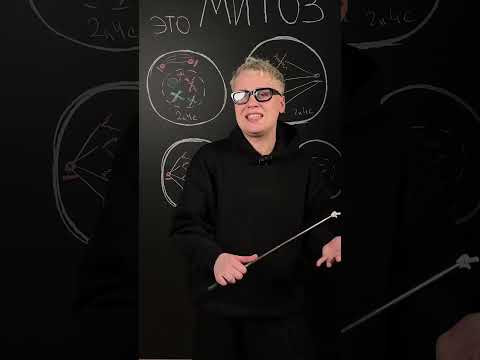 Митоз | Биология с Яном