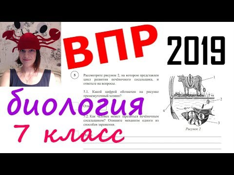 Всероссийская проверочная работа по биологии 7 класс 2019 Всероссийская проверочная работа по биологии 7 класс 2019
