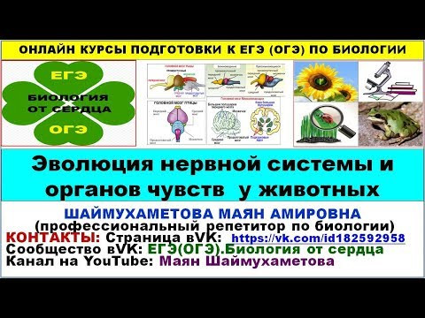 ЭВОЛЮЦИЯ НЕРВНОЙ СИСТЕМЫ И ОРГАНОВ ЧУВСТВ