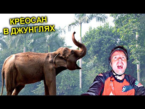 ✅Нашли СЛОНОВ в Джунглях ✅Нашли СЛОНОВ в Джунглях