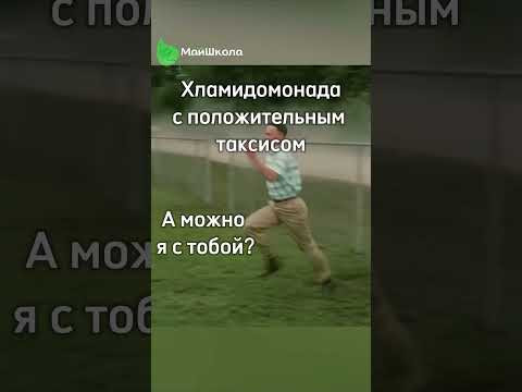 Пример положительного фототаксиса хламидомонады #юмор #егэ #биология #егэ2025
