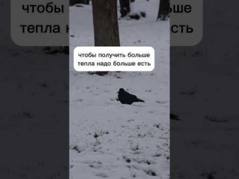 Птицы зимой, задание ЕГЭ по экологии, ТГ: Амёба_protist