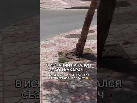 В Испании начался сезон тараканов 