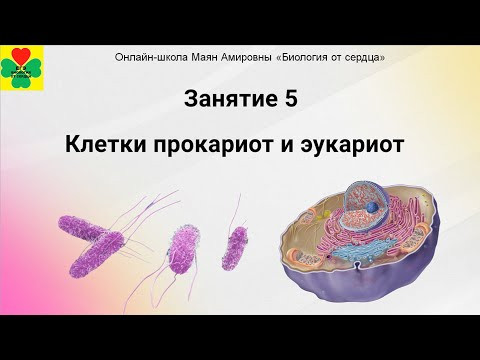 ЛЕТНИЙ КУРС. ЗАНЯТИЕ №5. Клетки прокариот и эукариот, сравнение клеток эукариот.