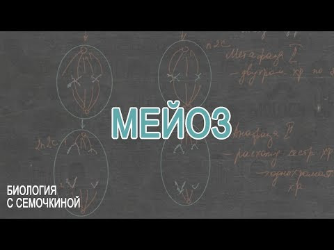 Мейоз Мейоз