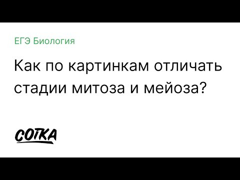 &laquo;КАК ПО КАРТИНКАМ ОТЛИЧАТЬ СТАДИИ МИТОЗА И МЕЙОЗА?&raquo; | ЕГЭ БИОЛОГИЯ 2019 | Онлайн-школа СОТКА