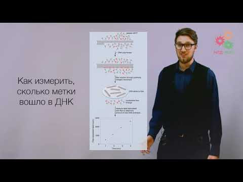Поддержание и копирование генома. Репликация ДНК (без музыки)