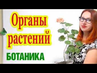 Органы растений. Строение растений