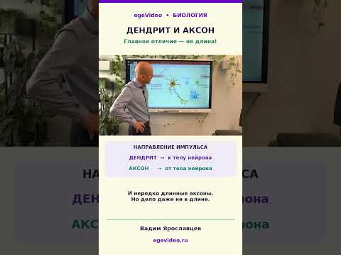 О различиях дендритов и аксонов