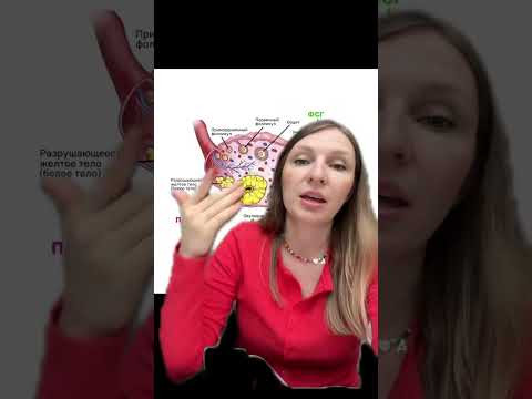 Разберем все задания 2 линии на Майрешай! #биология #егэ #анатомия