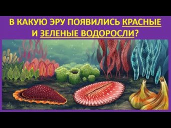 31. В какую эру появились красные и зелёные водоросли?