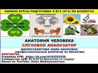 СЛУХОВОЙ АНАЛИЗАТОР, ОТДЕЛЫ И ФУНКЦИИ