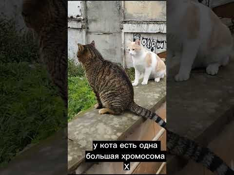рыжие гены, часть1 #кошки #генетика
