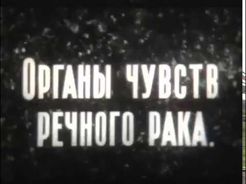 Органы чувств речного рака