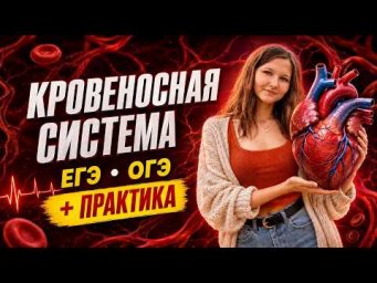 Это есть в каждом КИМе! Кровеносная система ЕГЭ ОГЭ