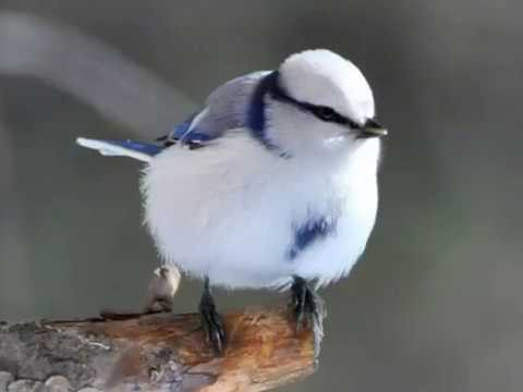 Европейская белая лазоревка  (лат. Cyanistes cyanus)