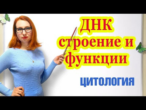 ДНК, строение и функции