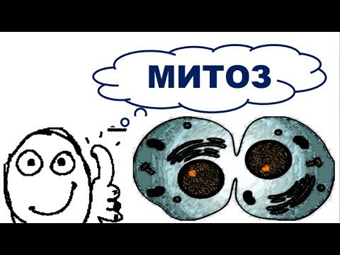 МИТОЗ | все фазы за 5 мин - без "воды"