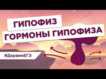 ГИПОФИЗ и ГОРМОНЫ l ЕГЭ Биология | Даниил Дарвин