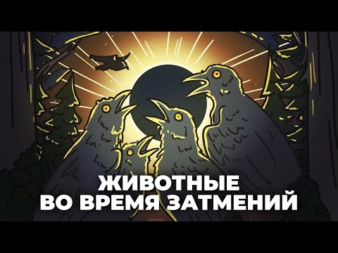 Как животные реагируют на затмения? [Минутка Земли]