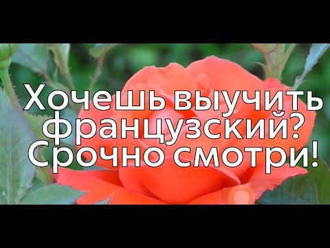 Выучить французский язык очень быстро!!! Смотри как!