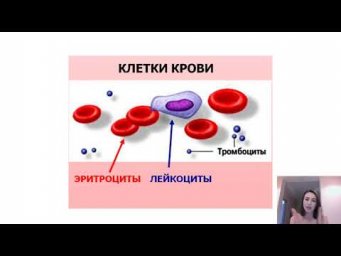 Состав крови человека