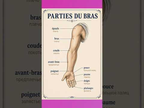 Parties du bras #французский #учитьфранцузский #французскийпополочкам